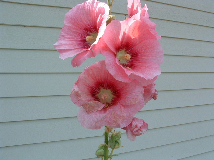 Hollyhock, Hollyhock, Oh Holly, Holly, Holly... - Cottage Garden Forum ... Image Detail